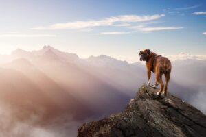 11 Signs Your Dog Was Born For Big Adventures