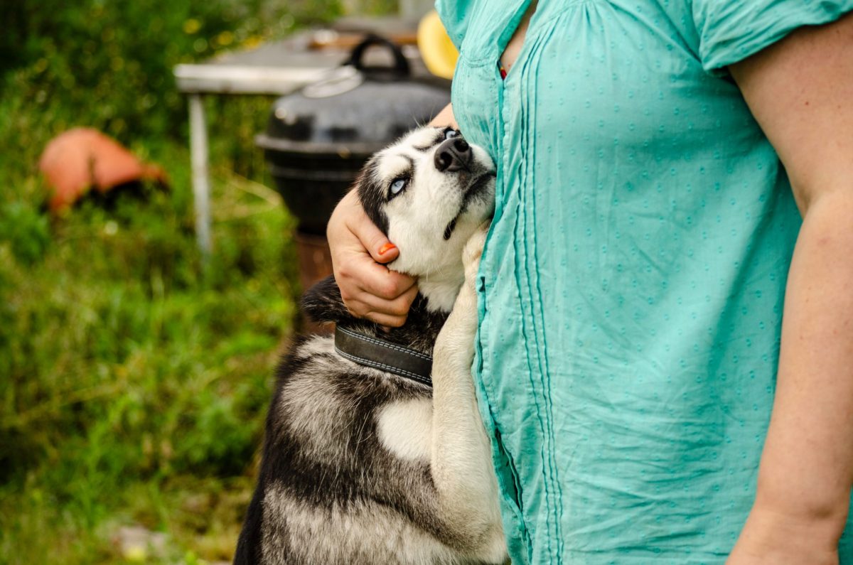 11 Signs You’re Living With A Lovable “Velcro Dog”