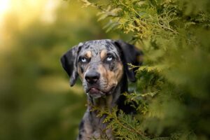 11 Stunning Dog Breeds With Coats As Unique As Their
Personalities