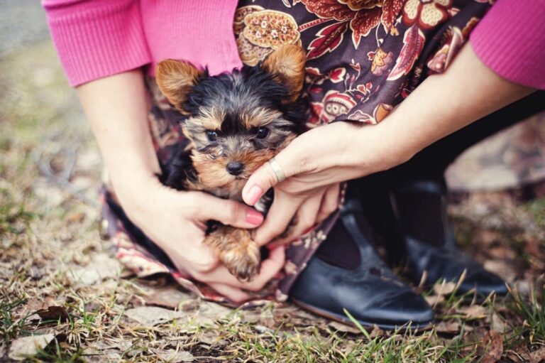 11 Sweet And Loving Ways Your Dog Says I Love You Without
Words