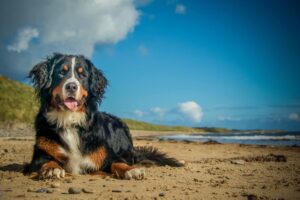 11 Ultimate Dog Breeds For Outdoor Enthusiasts And Nature
Lovers