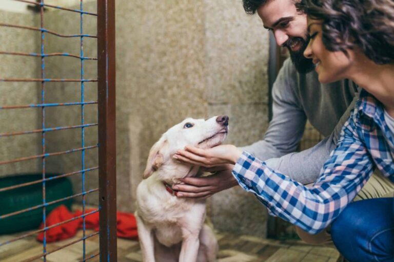 11 Unforgettable Rescue Dog Stories That Prove Love Changes
Everything