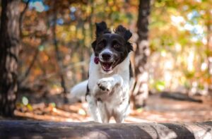 11 Ways Dogs Show Their Magic Every Single Day