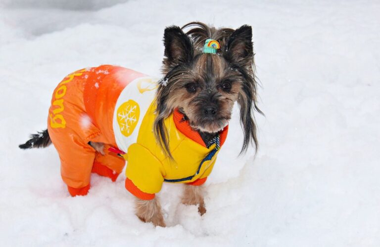 12 Dog Breeds That Actually Need A Coat In The
Winter