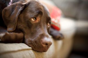 12 Dog Breeds With The Most Adorable Puppy Eyes