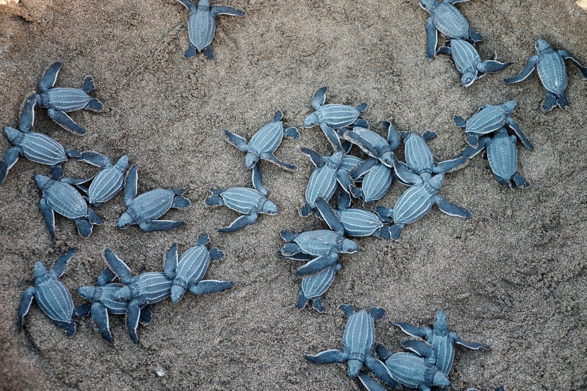 13 Animal Migrations That Will Leave You Stunned