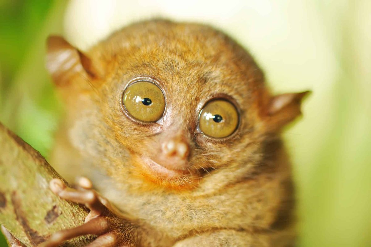 13 Creatures With Eyes That See The World In Ways You Can’t
Imagine