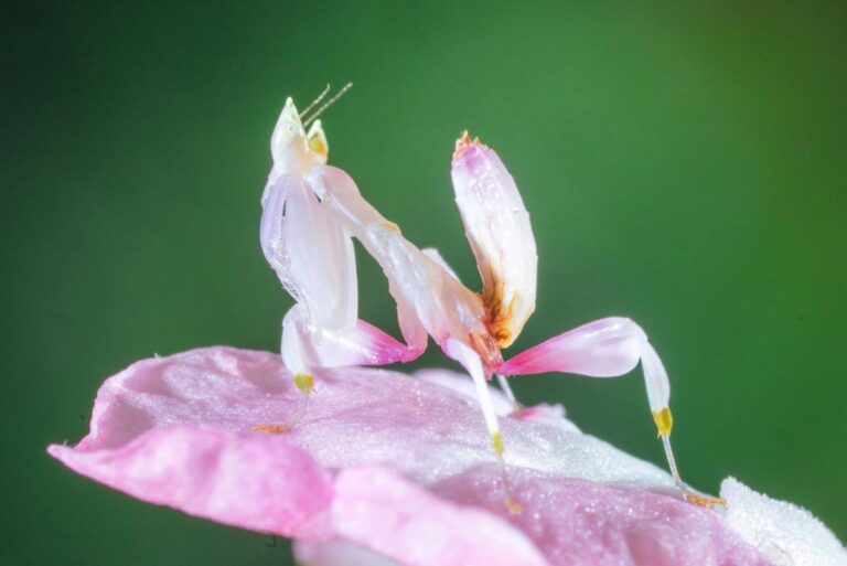 13 Disguise Masters Of The Animal Kingdom You Won’t Spot
Easily