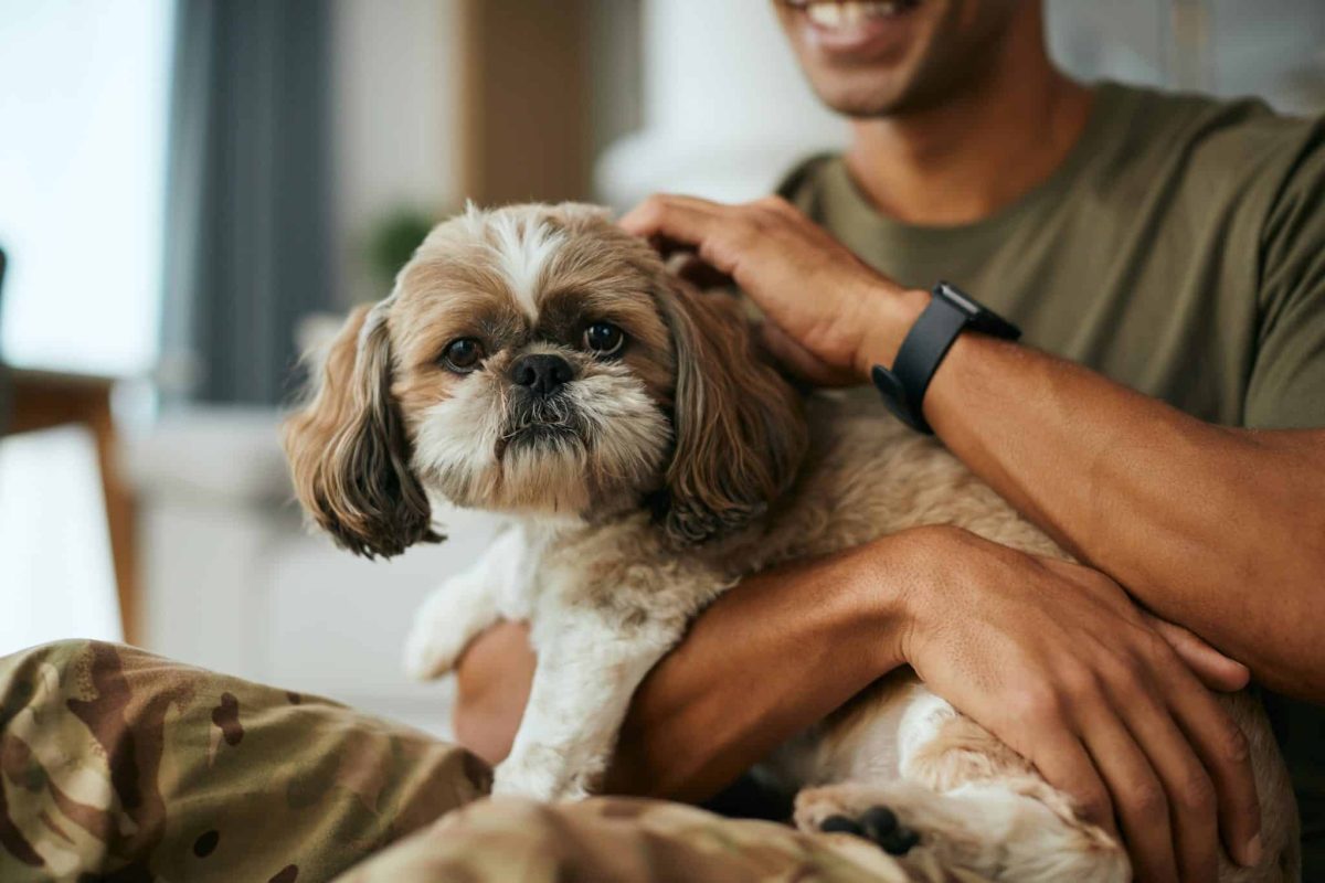 13 Dog Breeds That Are Born to Comfort and Cuddle