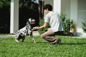 13 Easy Ways to Help Your Dog Live Their Best Life Every
Day