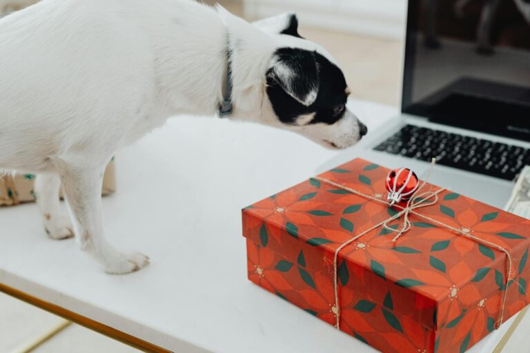 13 Hanukkah Gifts for Dogs &amp; Dog Lovers In
2024