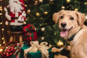 13 Heartwarming Ways Your Dog Shows They Love Being Part Of
The Holidays