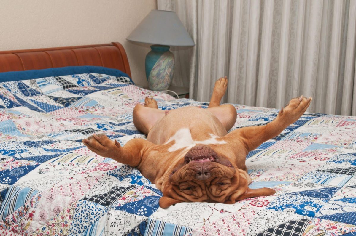 13 Hilarious Things Only True Dog Lovers Will
Understand