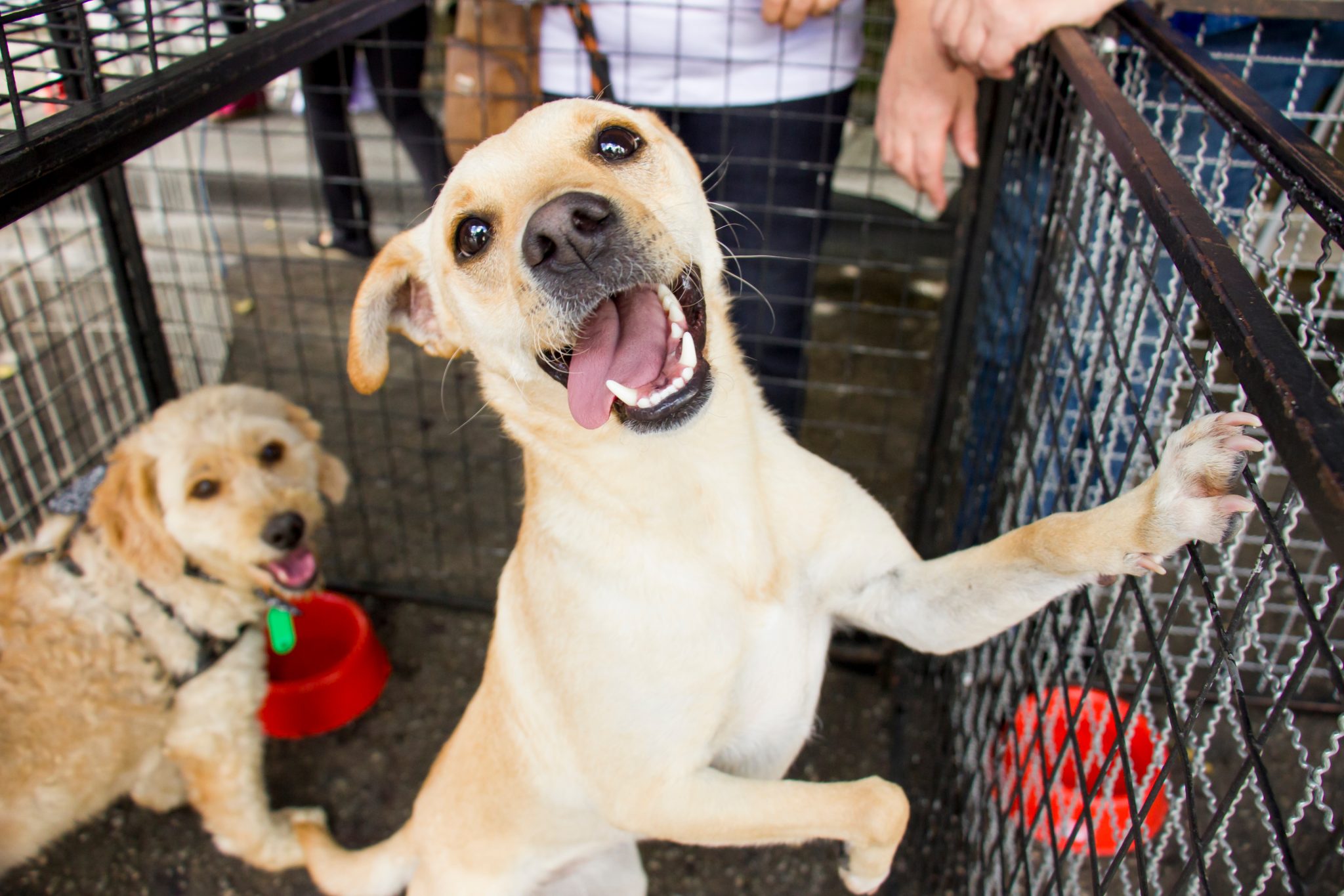 13 Inspiring Stories Of Dogs Finding Their Forever
Families