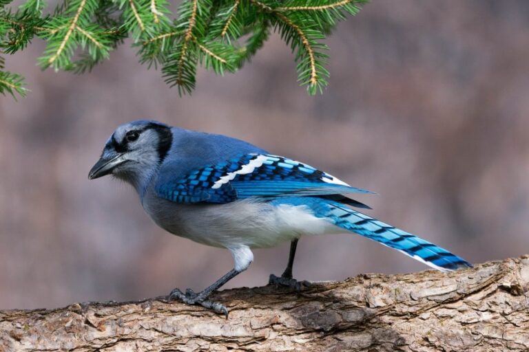 13 Most Beautiful Birds You’ll Wish You Could See In
Person