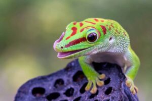 13 Most Vibrantly Colorful Reptiles That Are Absolutely
Mesmerizing