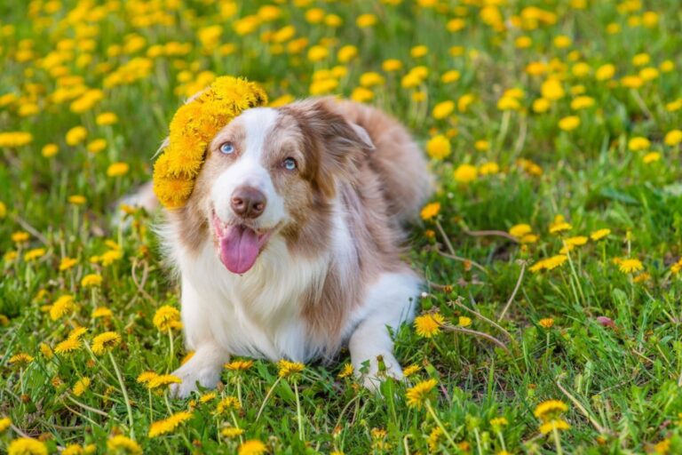 13 Playful Dog Breeds That Always Keep You Smiling