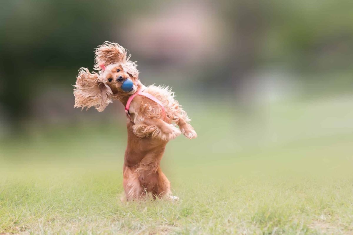 13 Playful Dog Breeds That Bring Endless Energy And Laughter
To Families