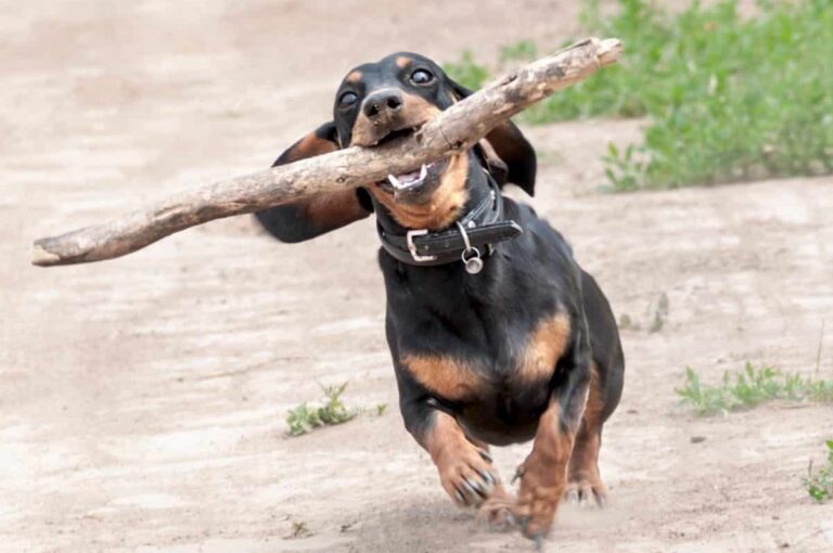 13 Playful Dog Breeds That Will Always Make You
Smile