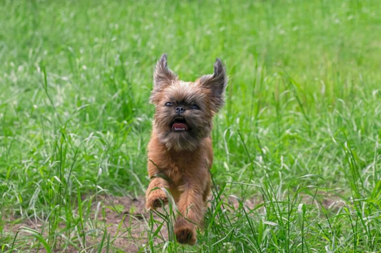 13 Quirky Dog Breeds Full Of Charm And Personality