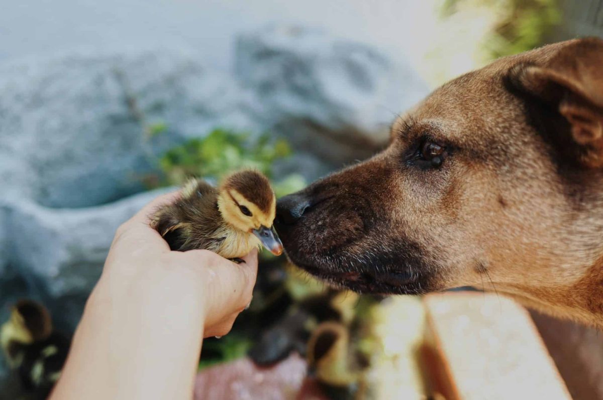 13 Reasons Why Dogs Embody Pure Love And Devotion