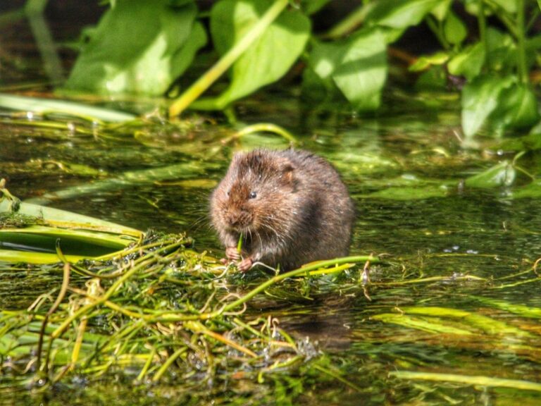 13 Unbelievable Animals That Actually Walk On Water