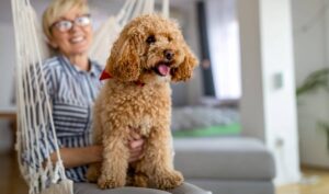 14 Gentle Dog Breeds That Bring Comfort And Joy To
Seniors