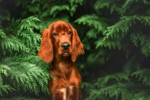 15 Best Dog Breeds For Adventure Seekers And Nature
Lovers