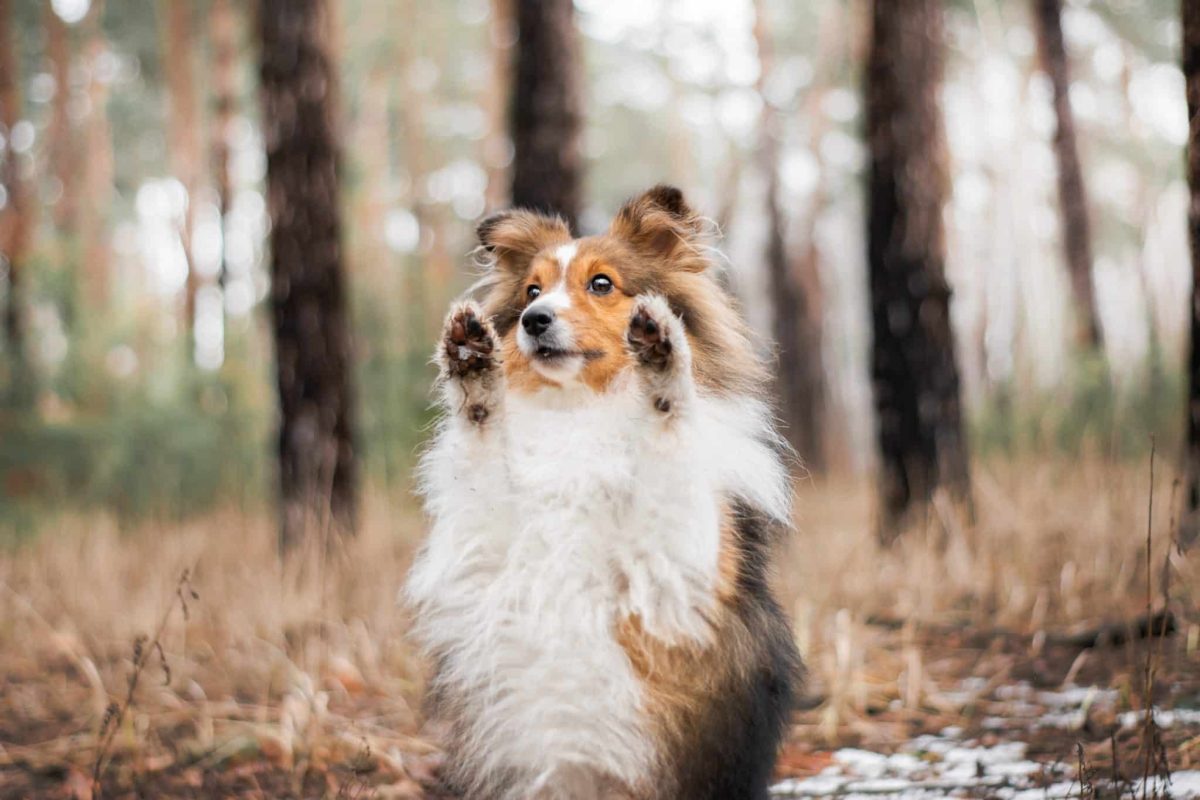 15 Clever Dog Breeds That Pick Up New Tricks In A
Flash