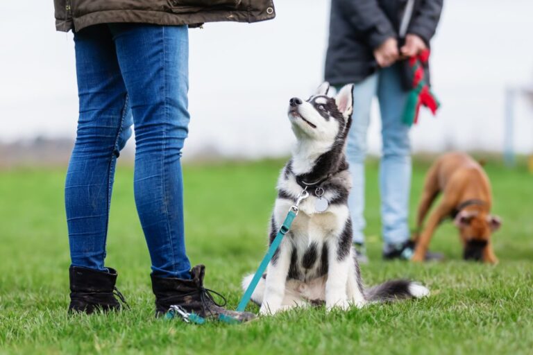 15 Dog Breeds That Are The Most Loyal And Attentive
Listeners Ever