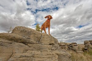 15 Dog Breeds That Can’t Resist A Good Adventure