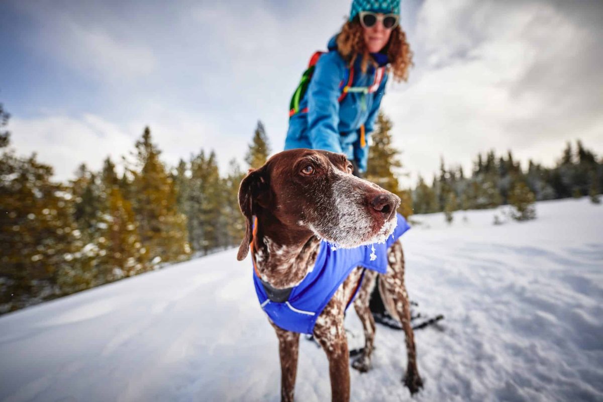 15 Dog Breeds That Dream Of Outdoor Adventures Every
Day