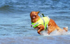 15 Dog Breeds That Prove Splashing In Water Is The Best
Thing Ever