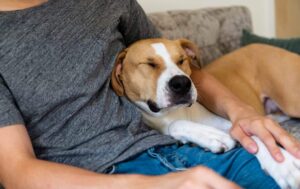 15 Easy Tips to Help Your Dog Feel Safe and Secure at
Home