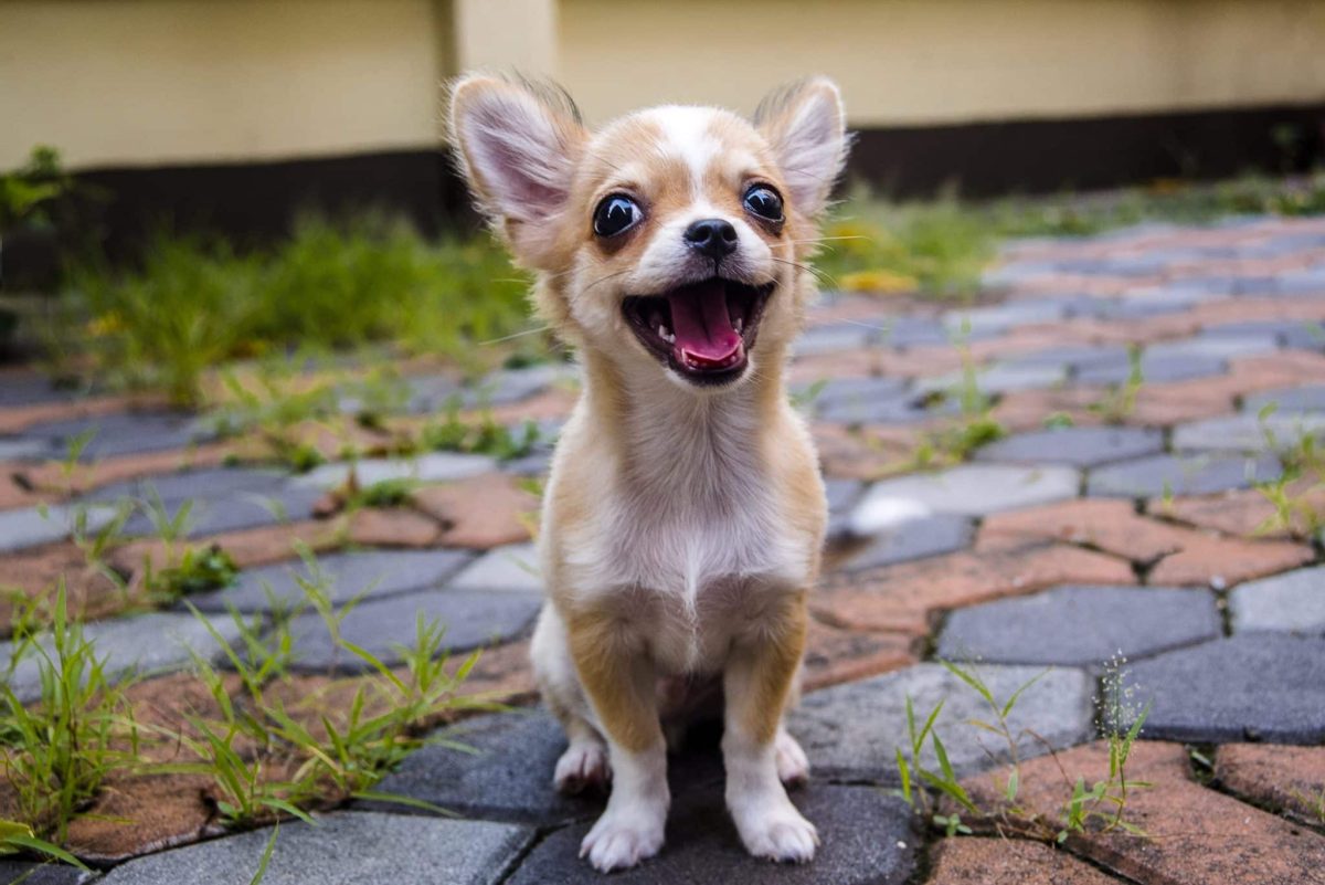 15 Funniest Dog Breeds That Will Keep You Laughing Every
Day