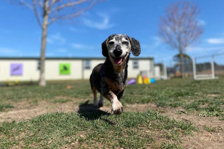 15 Inspiring Dog Breeds That Teach Us The Power Of
Resilience