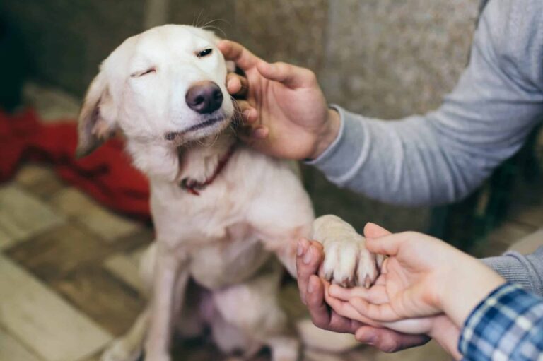 15 Life-Changing Reasons Rescue Dogs Are The Best