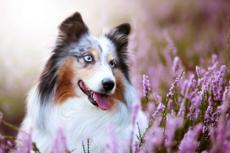 15 Loyal Dog Breeds That Listen Better Than Anyone
Else