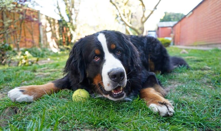 15 Majestic Dog Breeds Perfect For Expansive
Backyards