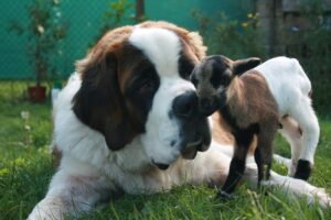 15 Reasons Big Dogs Are Big On Love