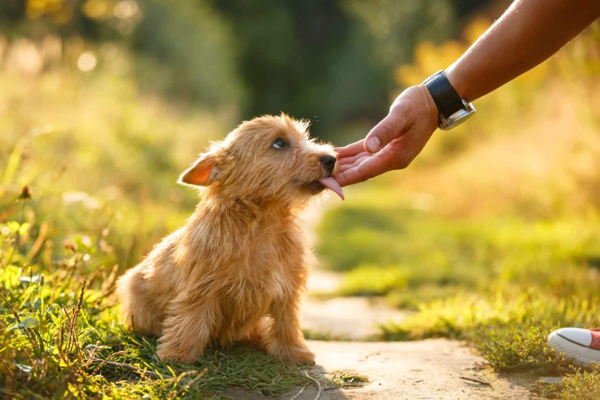 15 Subtle Ways Dogs Say “I Love You” Every Day