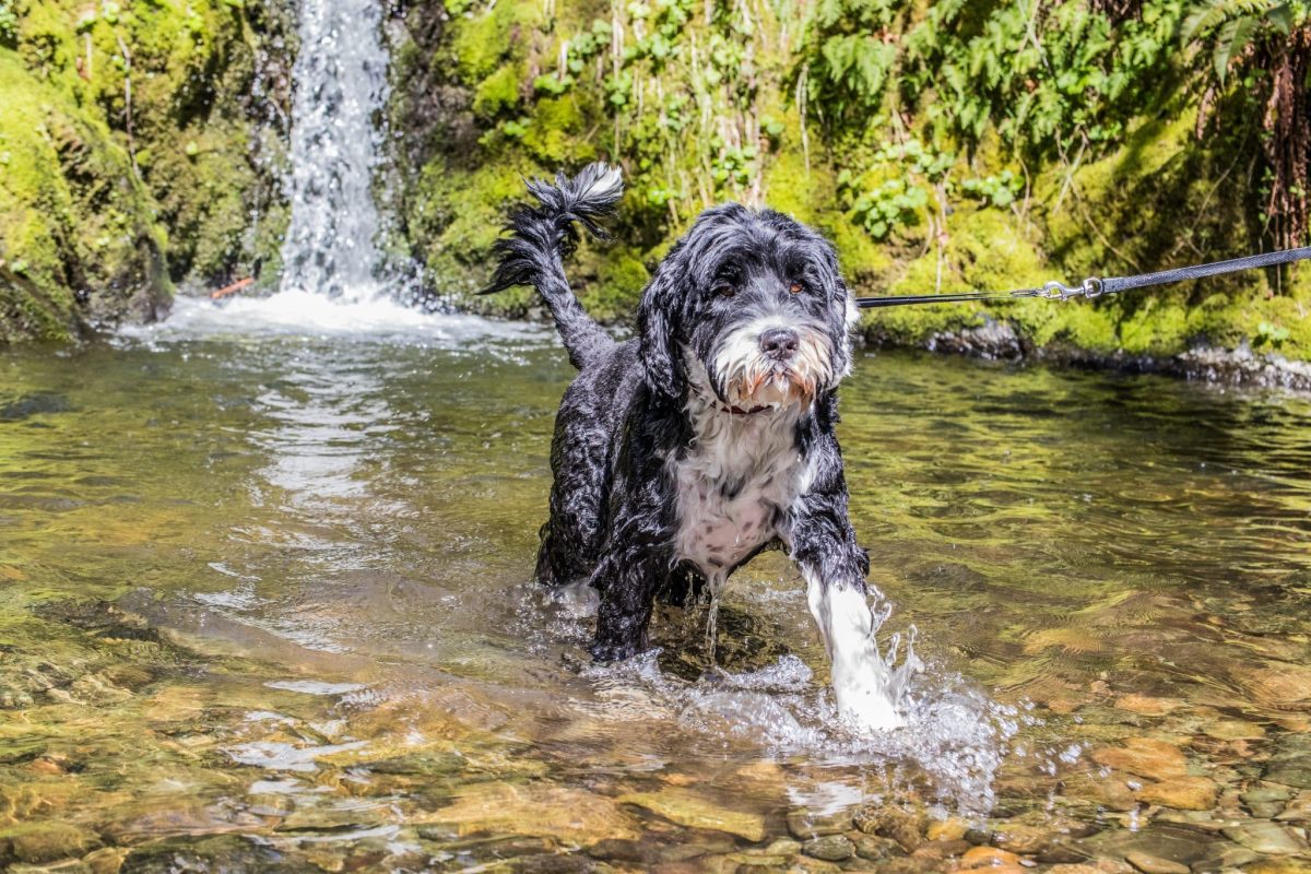 15 Water-Loving Dog Breeds That Make A Splash In Every
Way