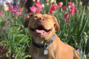 15 Ways Dogs Bring Unmatched Joy to Our Lives Every
Day