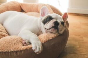 16 Calm And Quiet Dog Breeds For A Peaceful Home