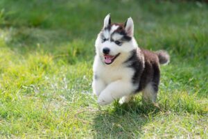 16 Dog Breeds With The Most Energetic Puppyhoods