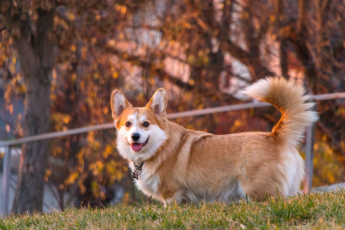 16 Dog Breeds With The Most Enthusiastic Wagging
Tails