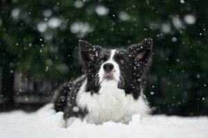 16 Top Dog Breeds That Love To Play In The Snow