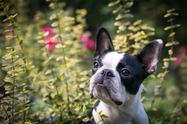 17 Effortless Dog Breeds Perfect For Hectic Lives