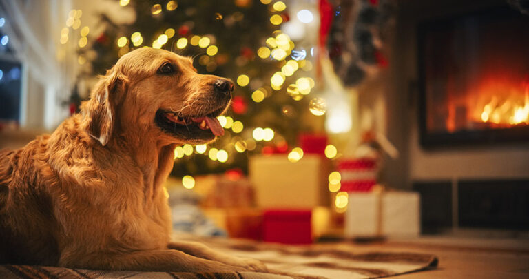 25 Stocking Stuffers for Dogs: 2024 Christmas Ideas