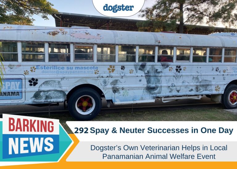 292 Neutering and Spay Successes in One Day: Dogster’s Dr.
Paola Volunteers in Panama